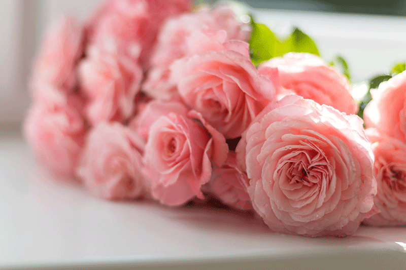 Couleurs webdesign rose