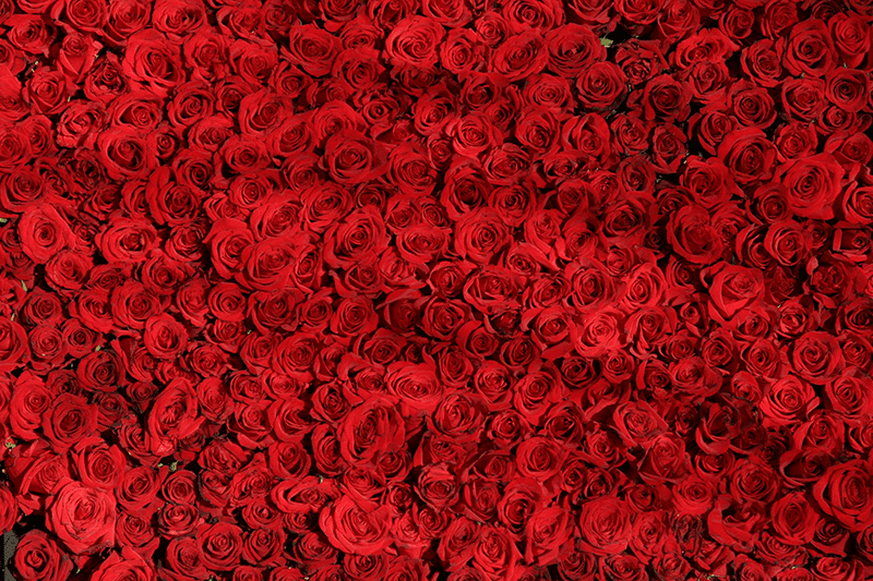 Couleurs webdesign rouge