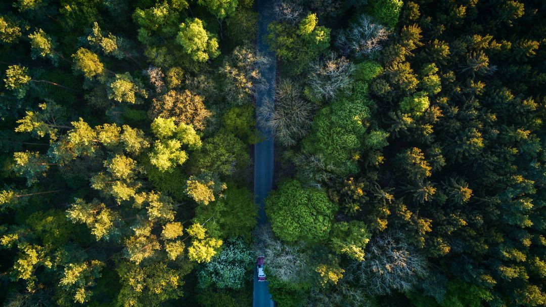 Highway in the middle of the forest